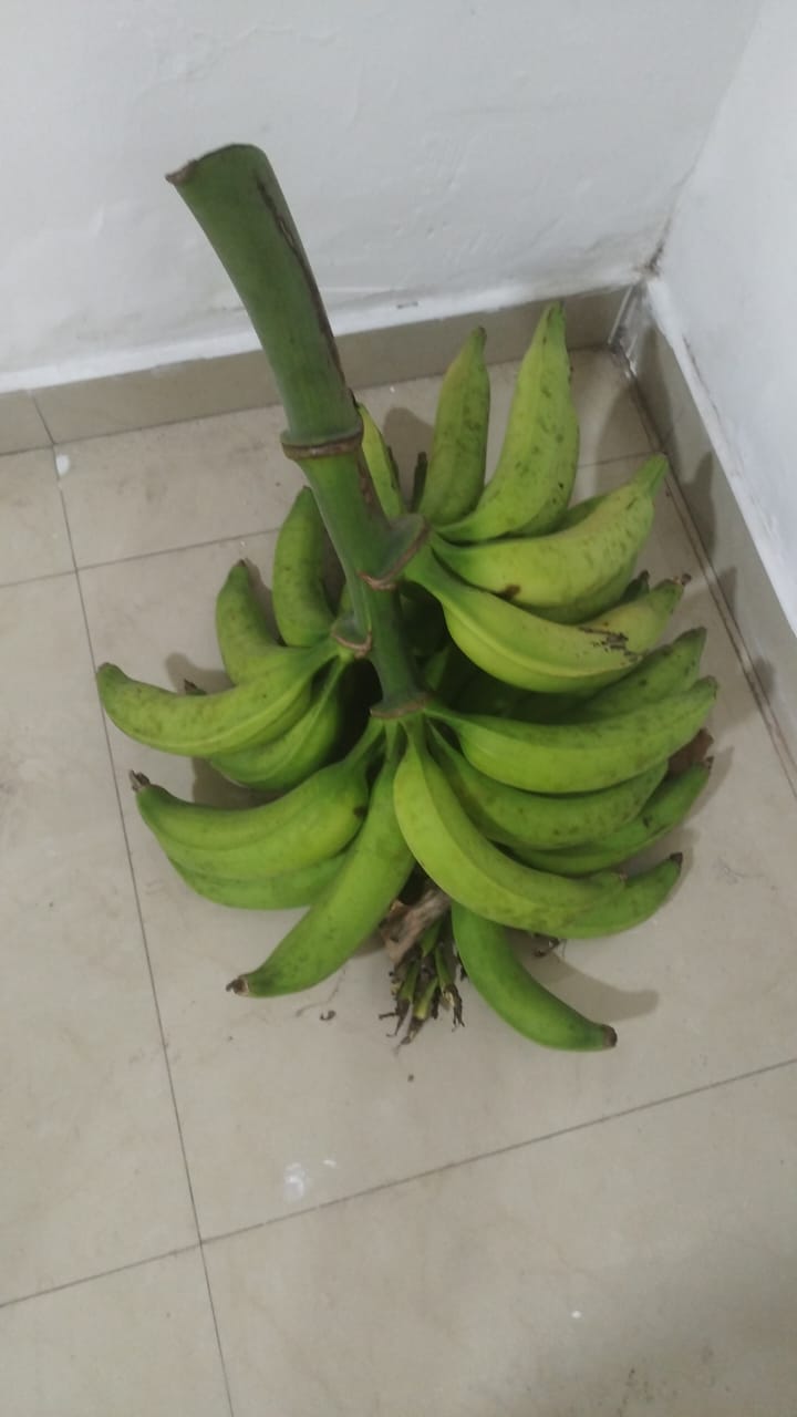 Platano Verde por libra
